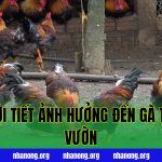 ảnh hưởng của thời tiết đến gà thả vườn