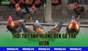 ảnh hưởng của thời tiết đến gà thả vườn