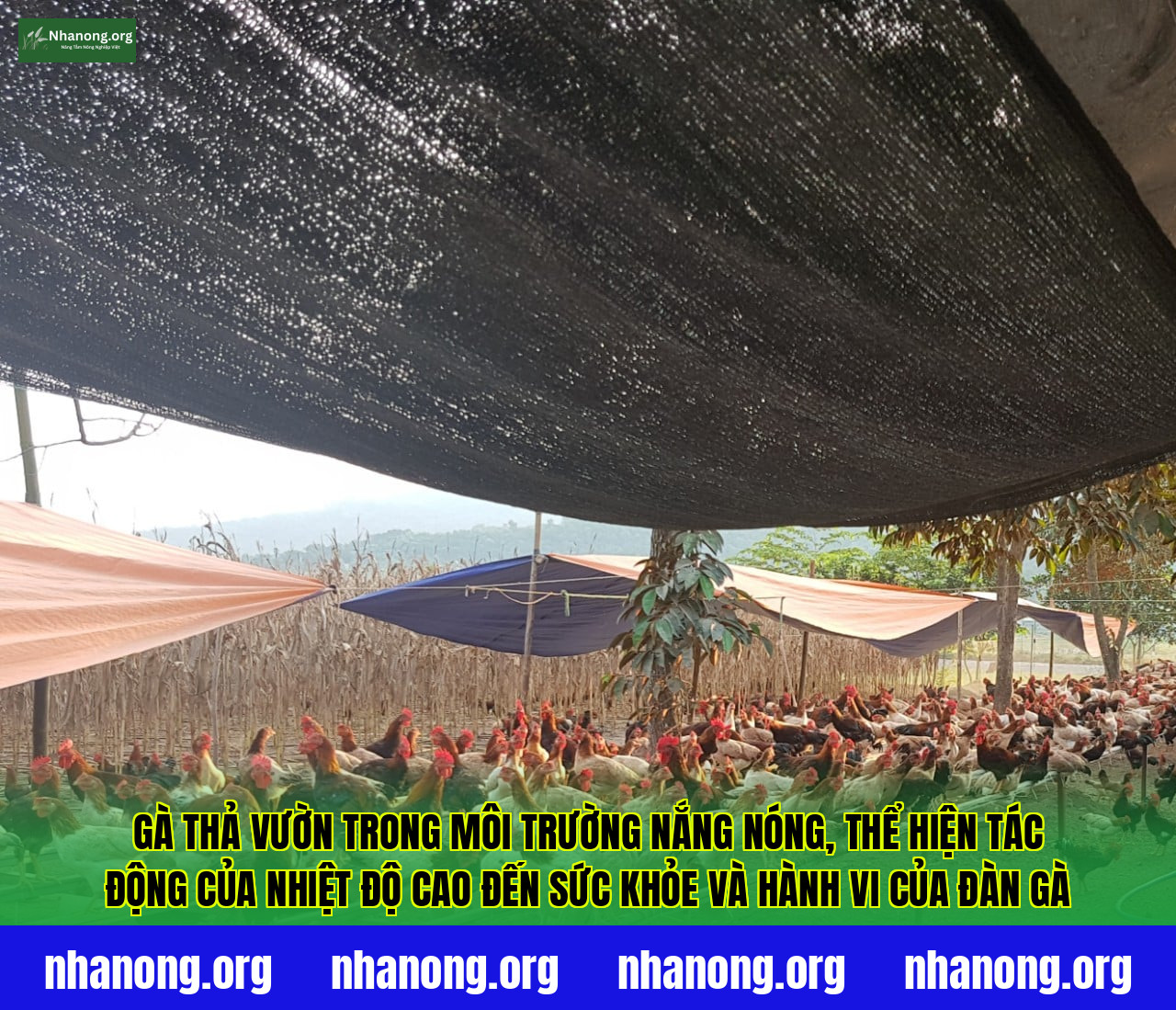 Gà thả vườn trong môi trường nắng nóng, thể hiện tác động của nhiệt độ cao đến sức khỏe và hành vi của đàn gà