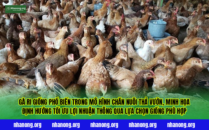 Gà Ri giống phổ biến trong mô hình chăn nuôi thả vườn, minh họa định hướng tối ưu lợi nhuận thông qua lựa chọn giống phù hợp