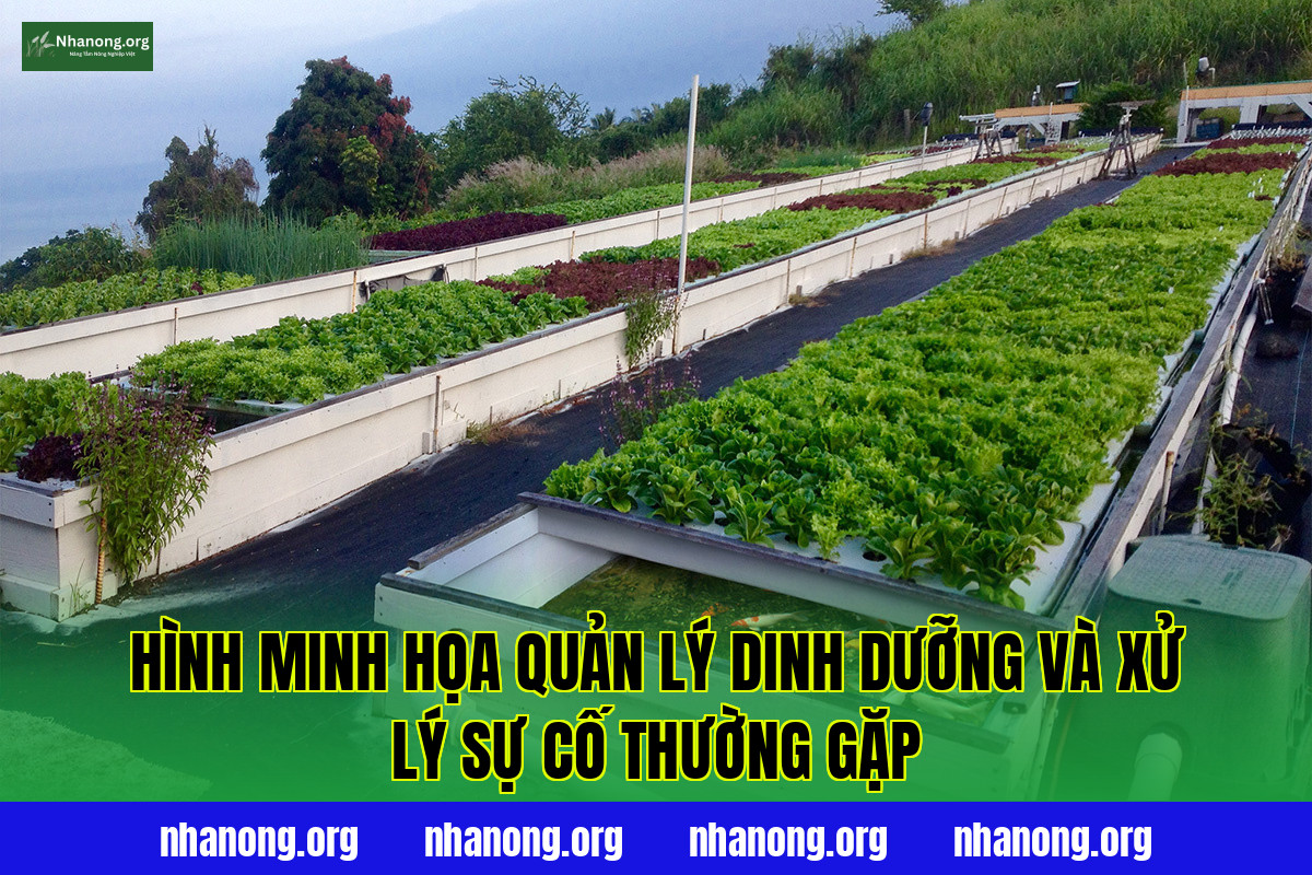 Hình minh họa quản lý dinh dưỡng và xử lý sự cố thường gặp