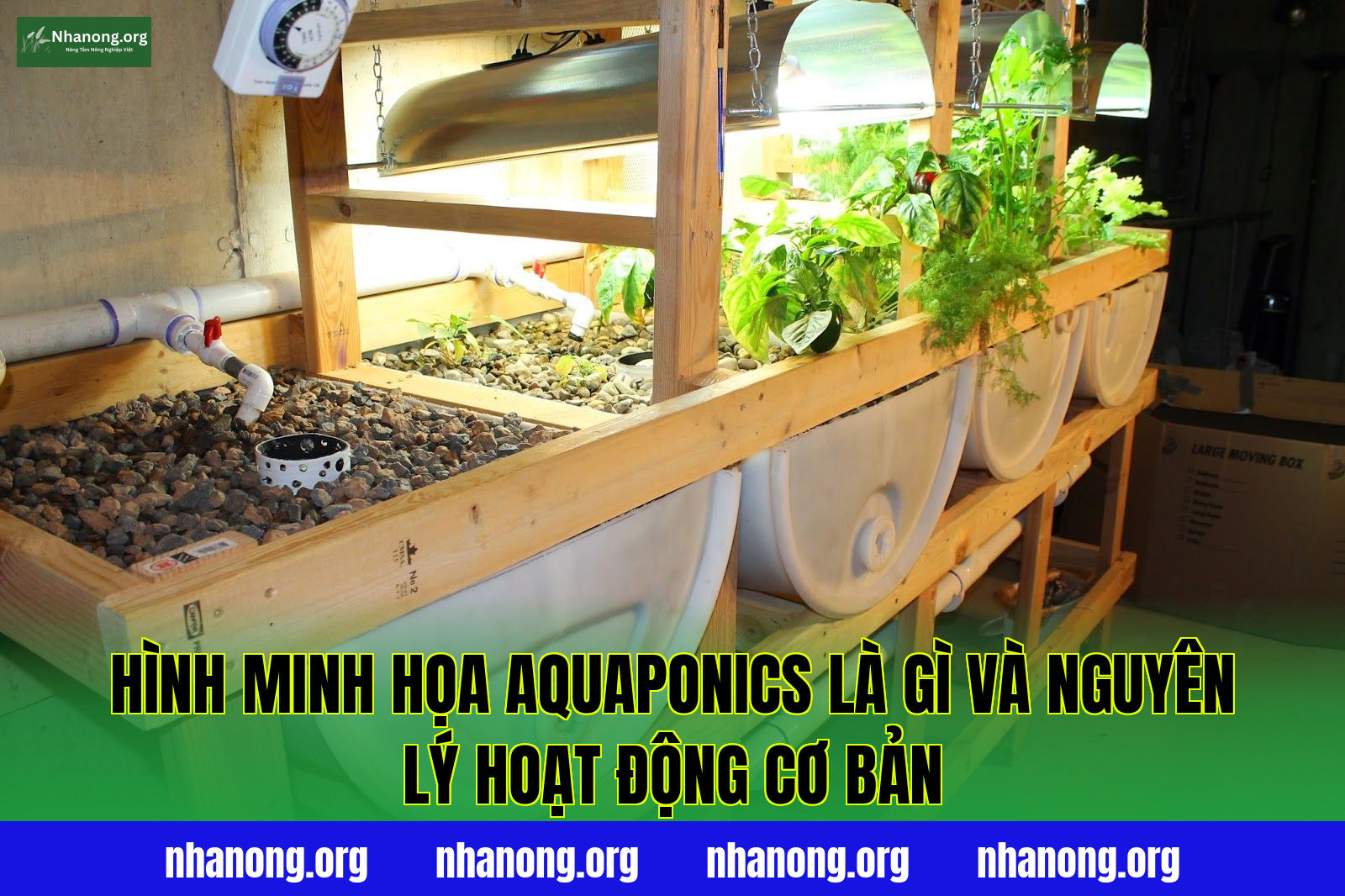 Hình minh họa aquaponics là gì và nguyên lý hoạt động cơ bản