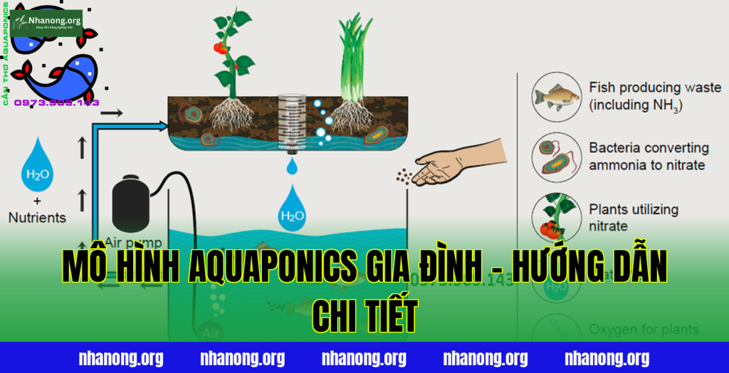 Mô Hình Aquaponics Gia Đình – Hướng Dẫn Chi Tiết