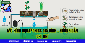 Mô Hình Aquaponics Gia Đình – Hướng Dẫn Chi Tiết