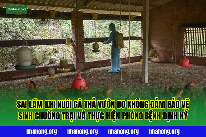 Sai lầm khi nuôi gà thả vườn do không đảm bảo vệ sinh chuồng trại và thực hiện phòng bệnh định kỳ