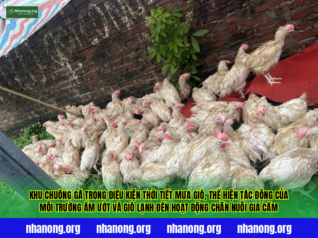 Khu chuồng gà trong điều kiện thời tiết mưa gió, thể hiện tác động của môi trường ẩm ướt và gió lạnh đến hoạt động chăn nuôi gia cầm