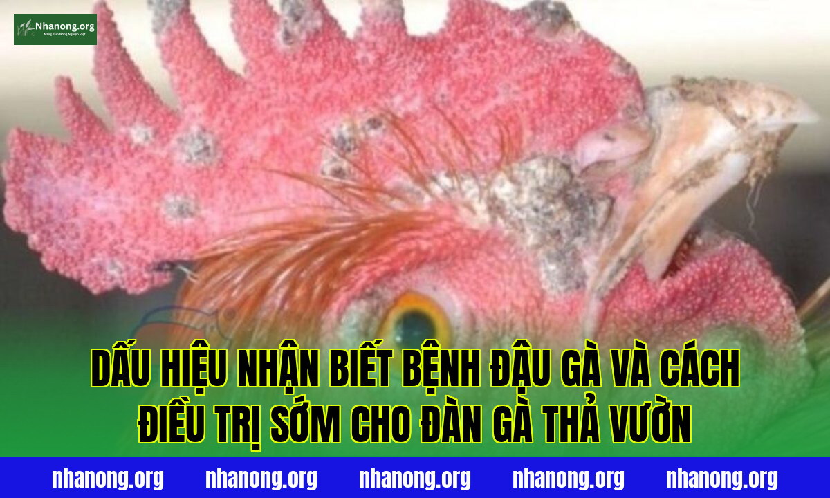 Dấu hiệu nhận biết bệnh đậu gà và cách điều trị sớm cho đàn gà thả vườn