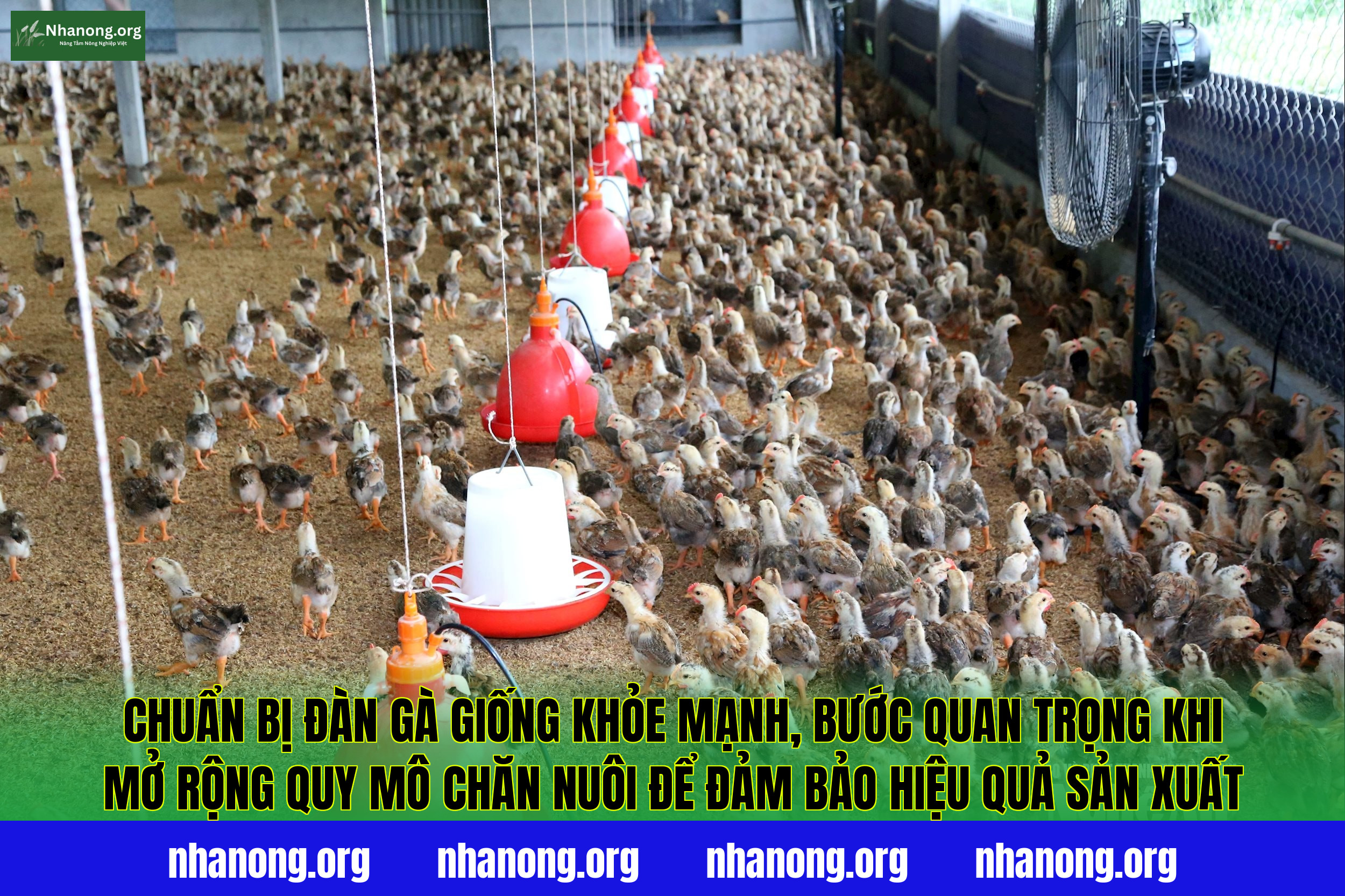 Chuẩn bị đàn gà giống khỏe mạnh, bước quan trọng khi mở rộng quy mô chăn nuôi để đảm bảo hiệu quả sản xuất
