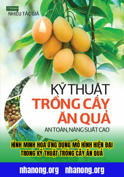 Hình minh họa ứng dụng mô hình hiện đại trong kỹ thuật trồng cây ăn quả