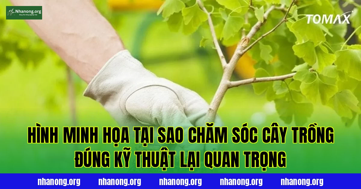 Hình minh họa tại sao chăm sóc cây trồng đúng kỹ thuật lại quan trọng