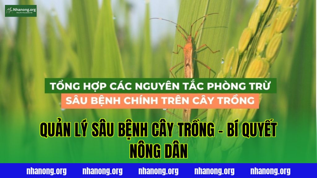 Quản Lý Sâu Bệnh Cây Trồng – Bí Quyết Nông Dân