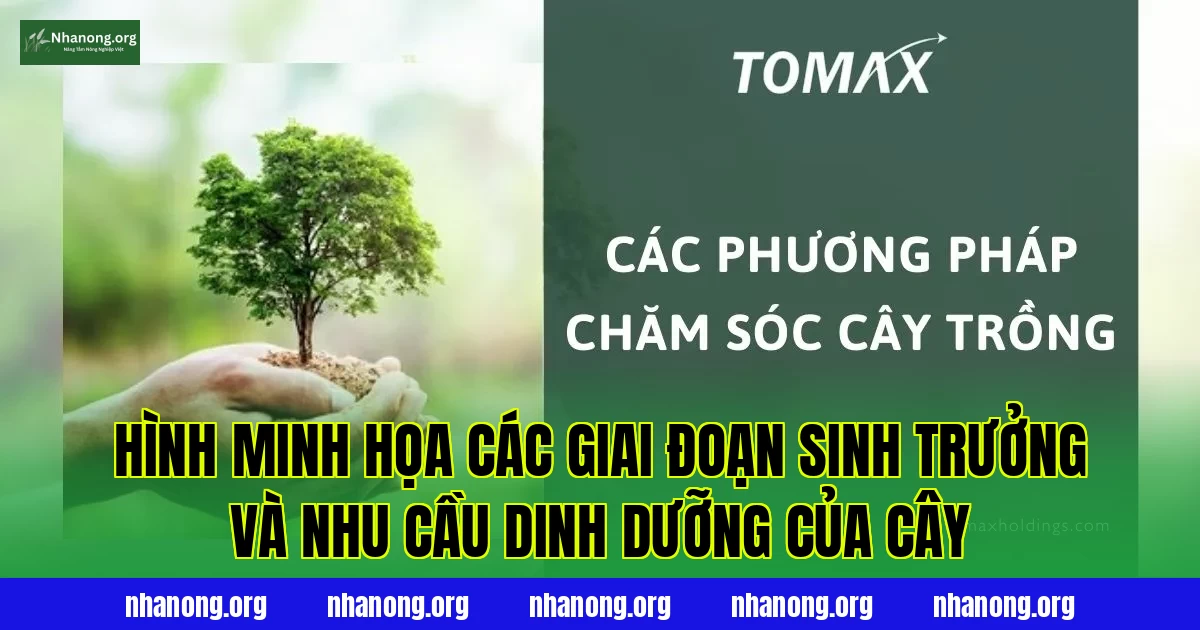 Hình minh họa các giai đoạn sinh trưởng và nhu cầu dinh dưỡng của cây