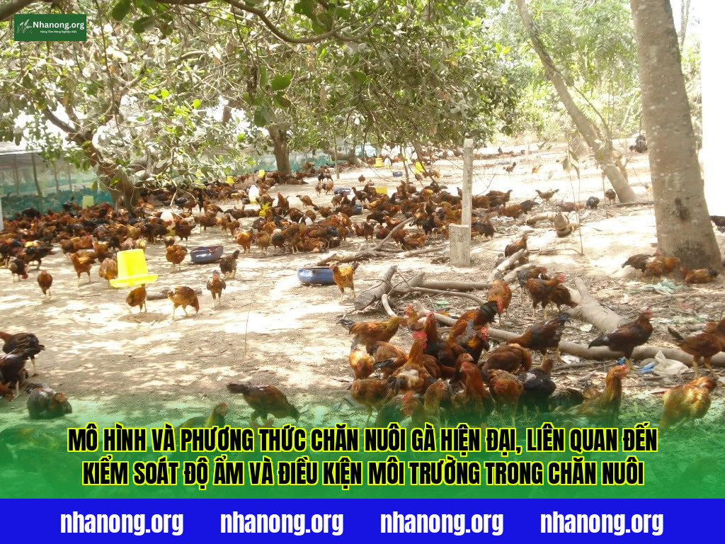 Mô hình và phương thức chăn nuôi gà hiện đại, liên quan đến kiểm soát độ ẩm và điều kiện môi trường trong chăn nuôi