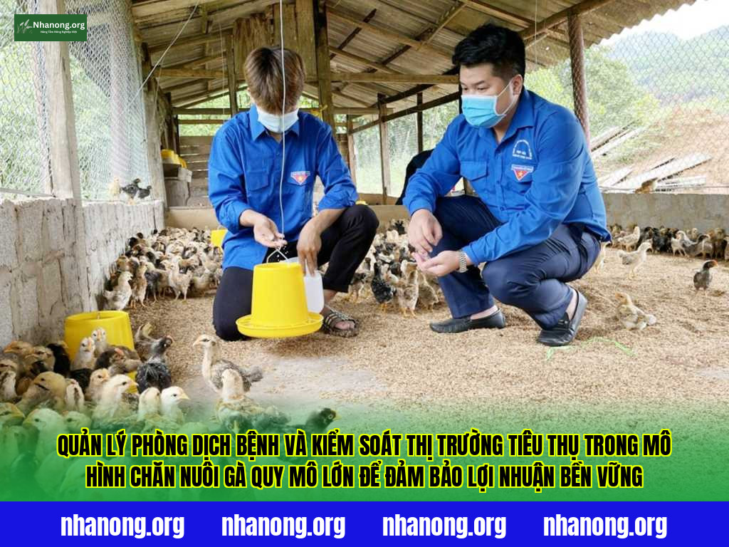 Quản lý phòng dịch bệnh và kiểm soát thị trường tiêu thụ trong mô hình chăn nuôi gà quy mô lớn để đảm bảo lợi nhuận bền vững