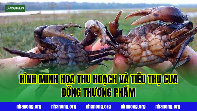 Hình minh họa thu hoạch và tiêu thụ cua đồng thương phẩm