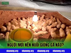 NGƯỜI MỚI NÊN CHỌN GIỐNG GÀ THẢ VƯỜN NÀO?
