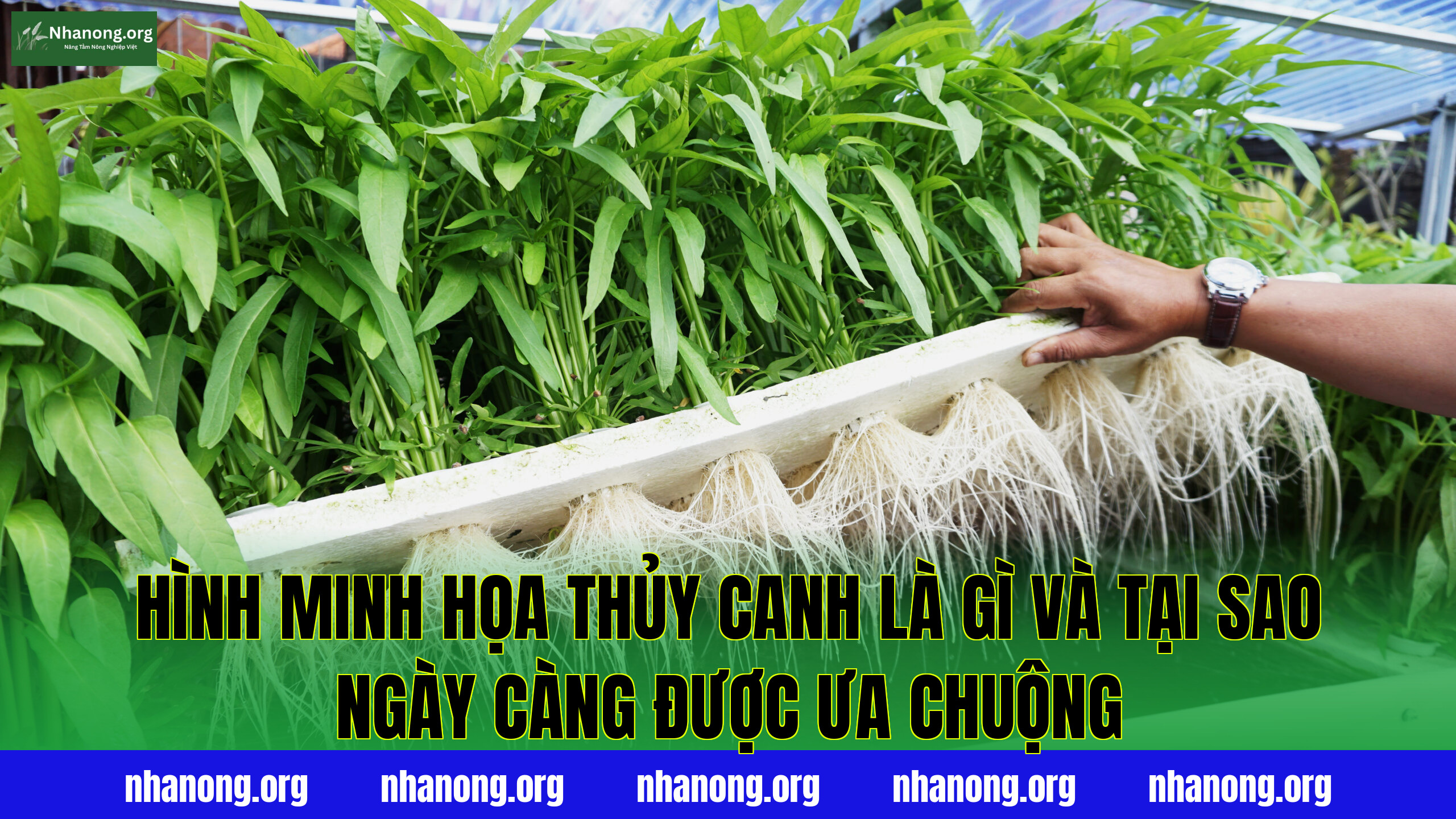 Hình minh họa thủy canh là gì và tại sao ngày càng được ưa chuộng