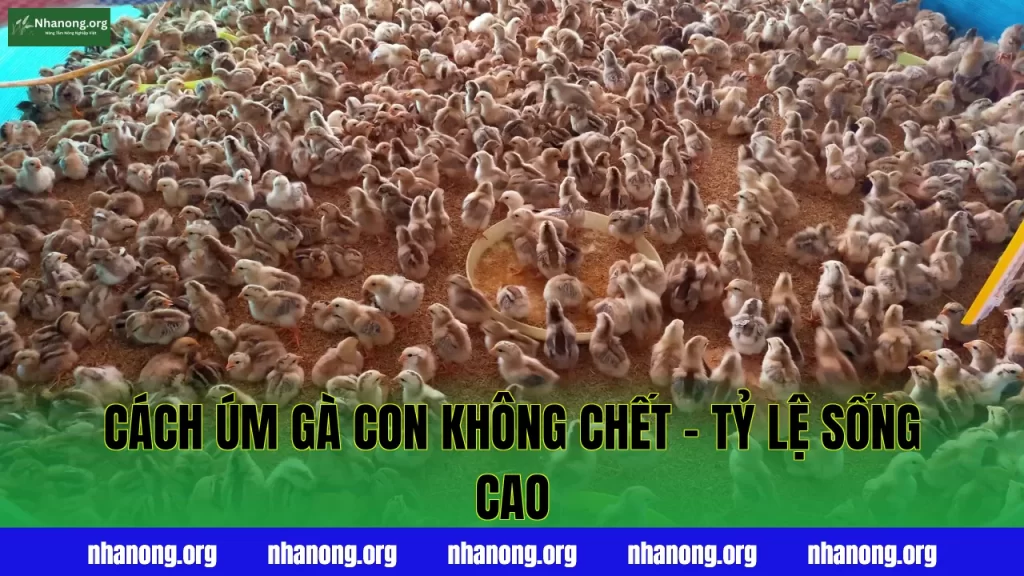 Cách Úm Gà Con Không Chết - Tỷ Lệ Sống Cao
