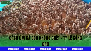 Cách Úm Gà Con Không Chết - Tỷ Lệ Sống Cao