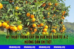 Kỹ Thuật Trồng Cây Ăn Quả Hiệu Quả Từ A–Z – Hướng Dẫn Chi Tiết
