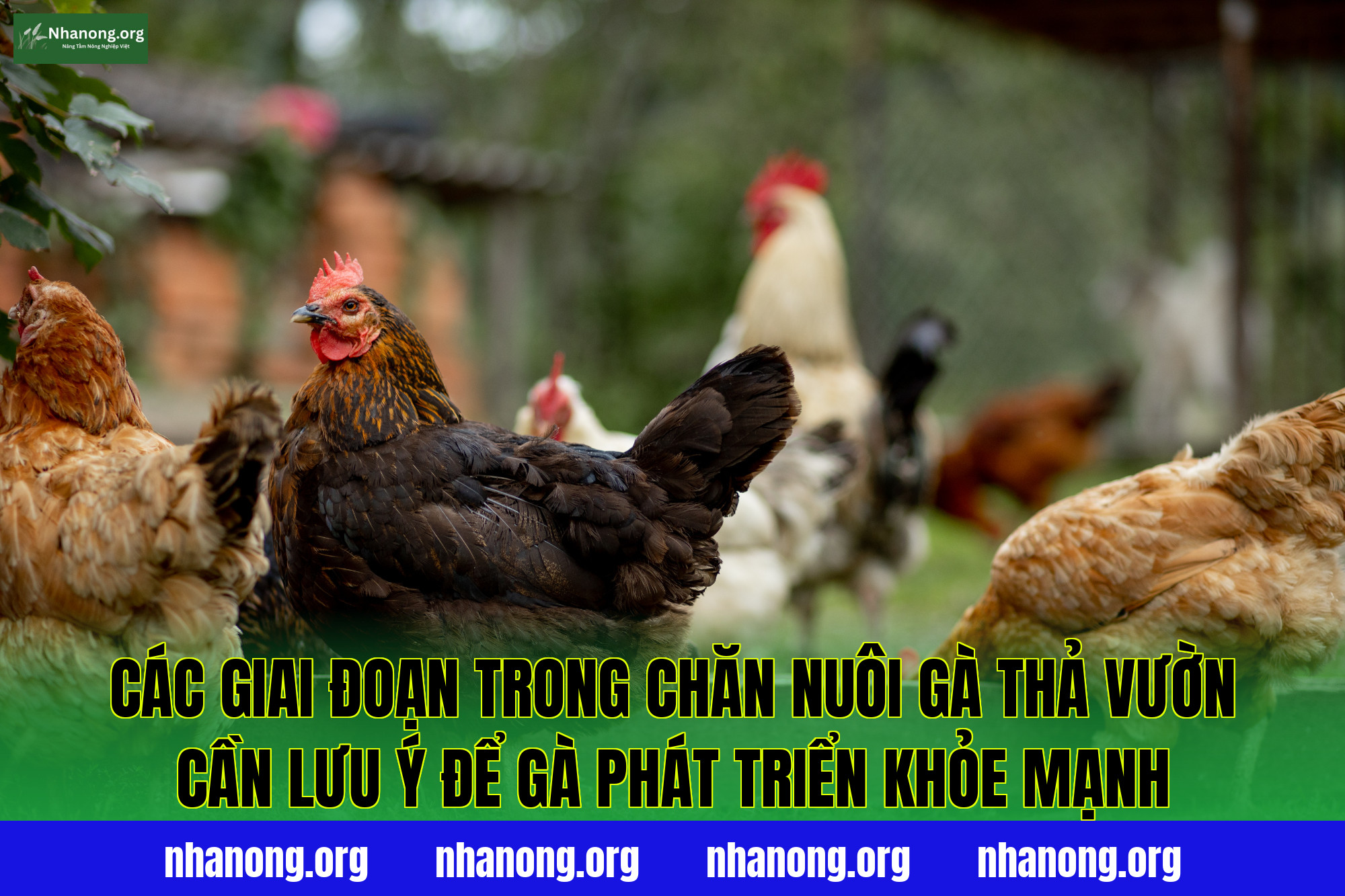 Các giai đoạn trong chăn nuôi gà thả vườn cần lưu ý để gà phát triển khỏe mạnh