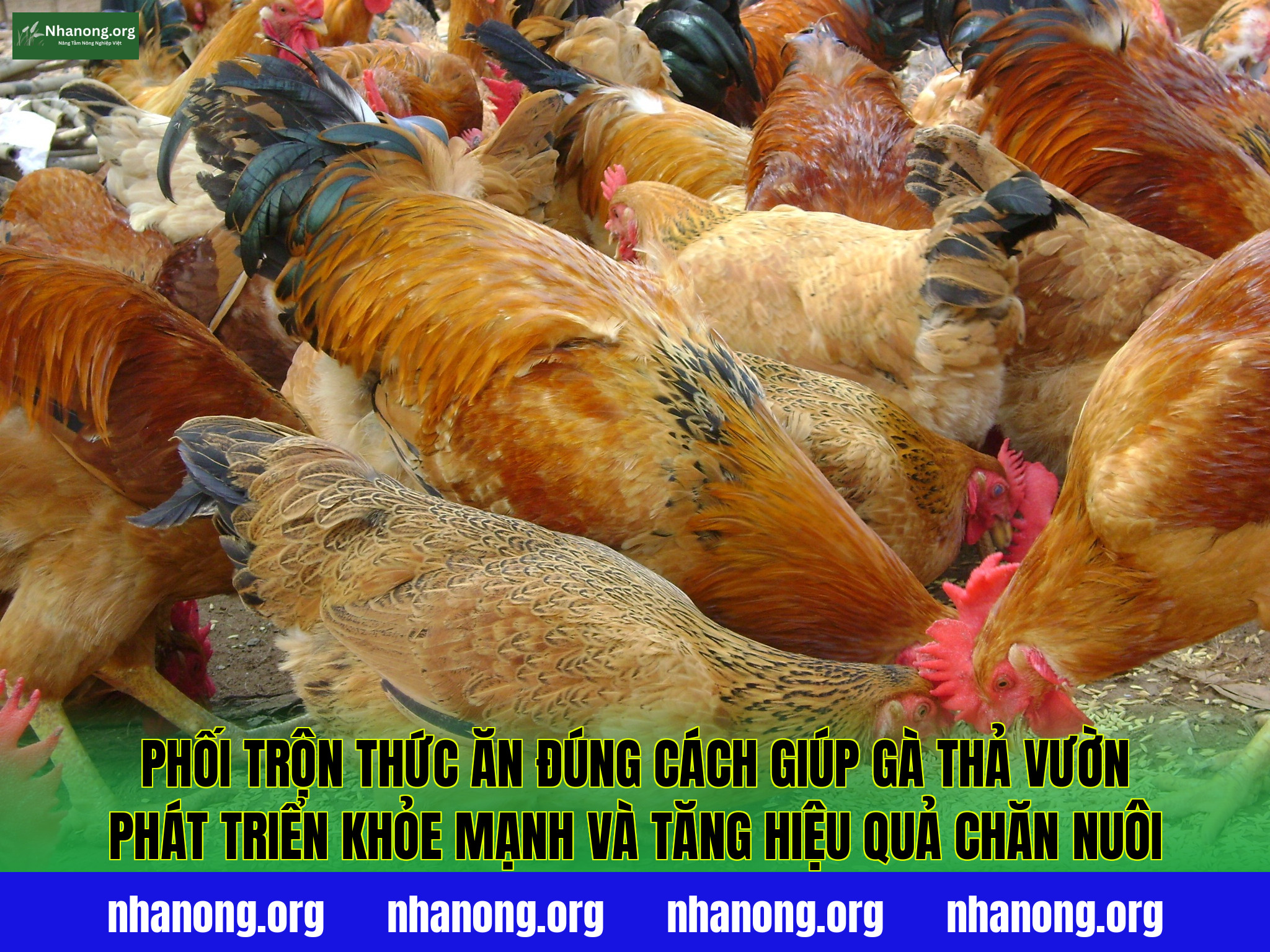 Phối trộn thức ăn đúng cách giúp gà thả vườn phát triển khỏe mạnh và tăng hiệu quả chăn nuôi