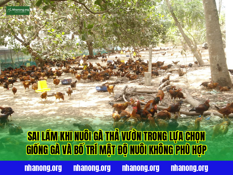 Sai lầm khi nuôi gà thả vườn trong lựa chọn giống gà và bố trí mật độ nuôi không phù hợp