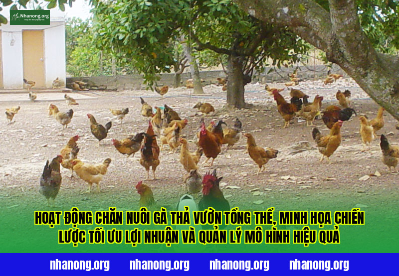 Hoạt động chăn nuôi gà thả vườn tổng thể, minh họa chiến lược tối ưu lợi nhuận và quản lý mô hình hiệu quả