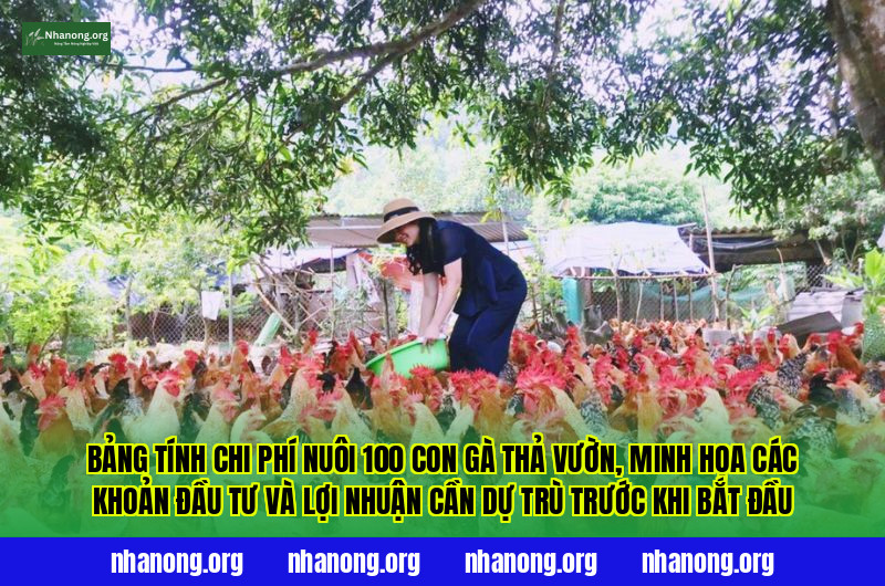 Bảng tính chi phí nuôi 100 con gà thả vườn, minh họa các khoản đầu tư và lợi nhuận cần dự trù trước khi bắt đầu