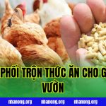Cách Phối Trộn Thức Ăn Cho Gà Thả Vườn