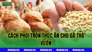Cách Phối Trộn Thức Ăn Cho Gà Thả Vườn