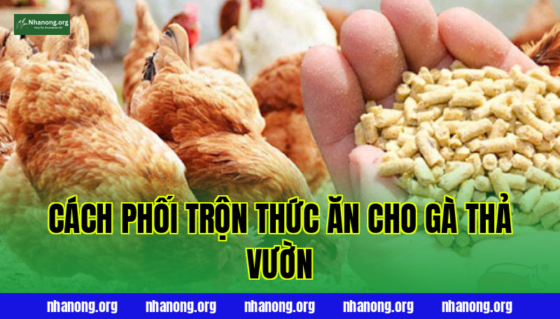 Cách Phối Trộn Thức Ăn Cho Gà Thả Vườn