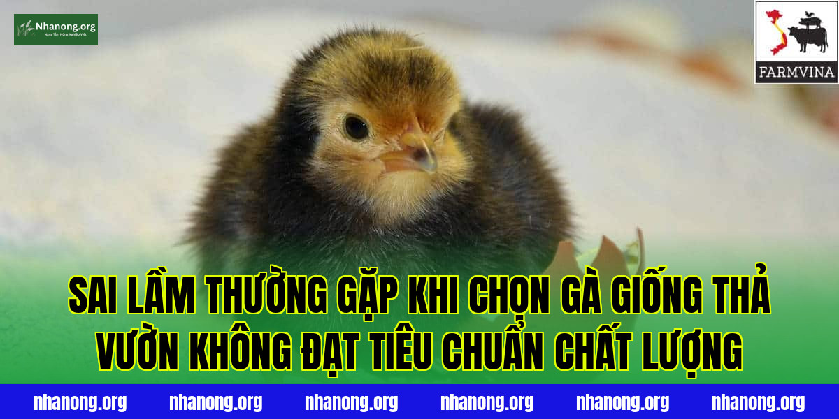 Sai lầm thường gặp khi chọn gà giống thả vườn không đạt tiêu chuẩn chất lượng