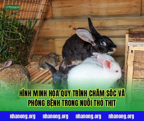 Hình minh họa quy trình chăm sóc và phòng bệnh trong nuôi thỏ thịt