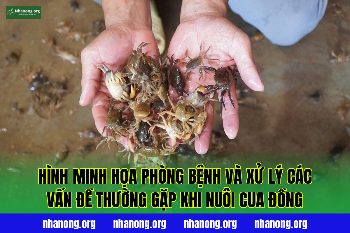 Hình minh họa phòng bệnh và xử lý các vấn đề thường gặp khi nuôi cua đồng
