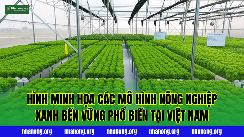 Hình minh họa các mô hình nông nghiệp xanh bền vững phổ biến tại Việt Nam