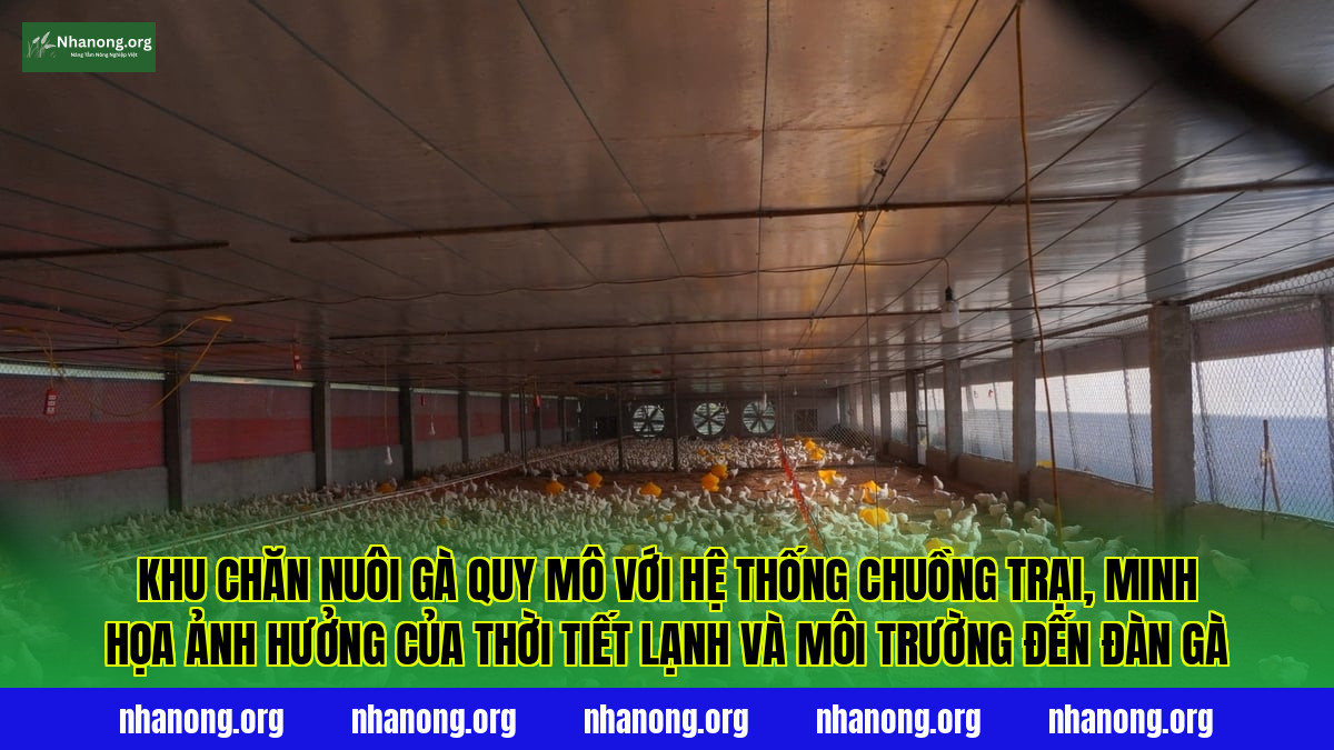 Khu chăn nuôi gà quy mô với hệ thống chuồng trại, minh họa ảnh hưởng của thời tiết lạnh và môi trường đến đàn gà