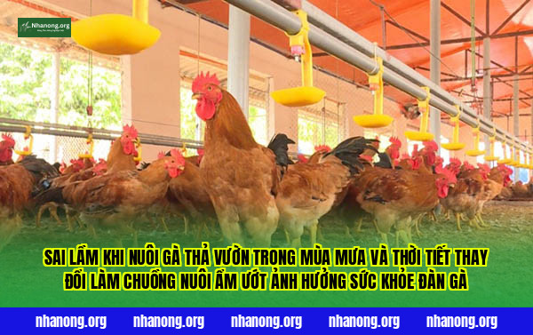 Sai lầm khi nuôi gà thả vườn trong mùa mưa và thời tiết thay đổi làm chuồng nuôi ẩm ướt ảnh hưởng sức khỏe đàn gà