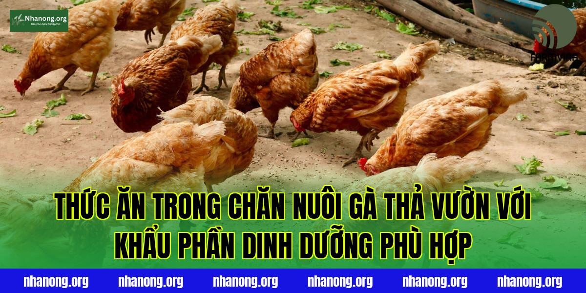 Thức ăn trong chăn nuôi gà thả vườn với khẩu phần dinh dưỡng phù hợp