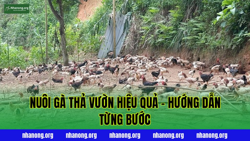 Nuôi Gà Thả Vườn Hiệu Quả – Hướng Dẫn Từng Bước