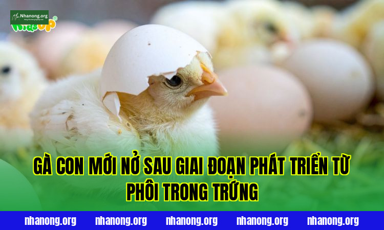 Gà con mới nở sau giai đoạn phát triển từ phôi trong trứng