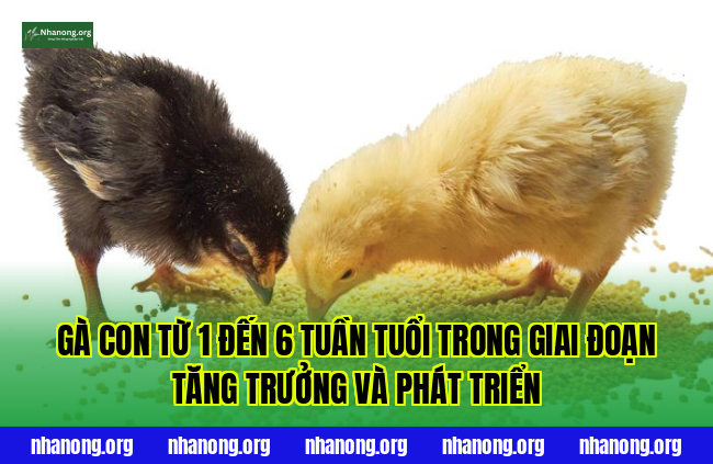 Gà con từ 1 đến 6 tuần tuổi trong giai đoạn tăng trưởng và phát triển