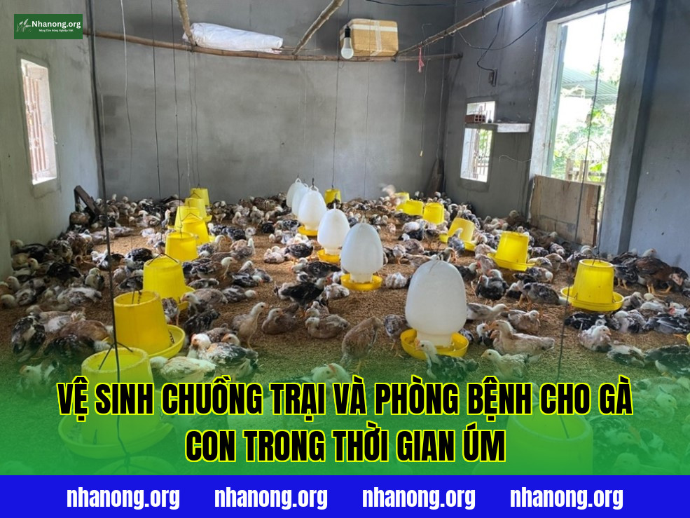 Vệ sinh chuồng trại và phòng bệnh cho gà con trong thời gian úm