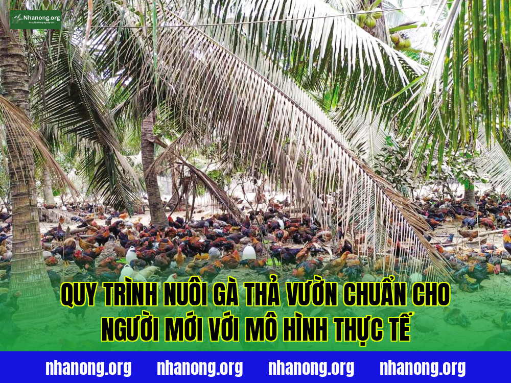 Quy trình nuôi gà thả vườn chuẩn cho người mới với mô hình thực tế