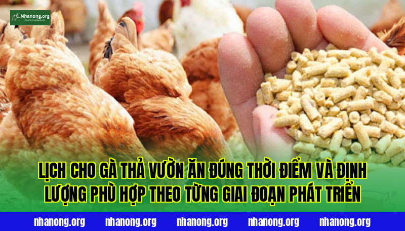 Lịch cho gà thả vườn ăn đúng thời điểm và định lượng phù hợp theo từng giai đoạn phát triển