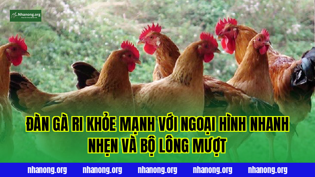 Đàn gà Ri khỏe mạnh với ngoại hình nhanh nhẹn và bộ lông mượt