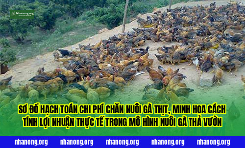 Sơ đồ hạch toán chi phí chăn nuôi gà thịt, minh họa cách tính lợi nhuận thực tế trong mô hình nuôi gà thả vườn