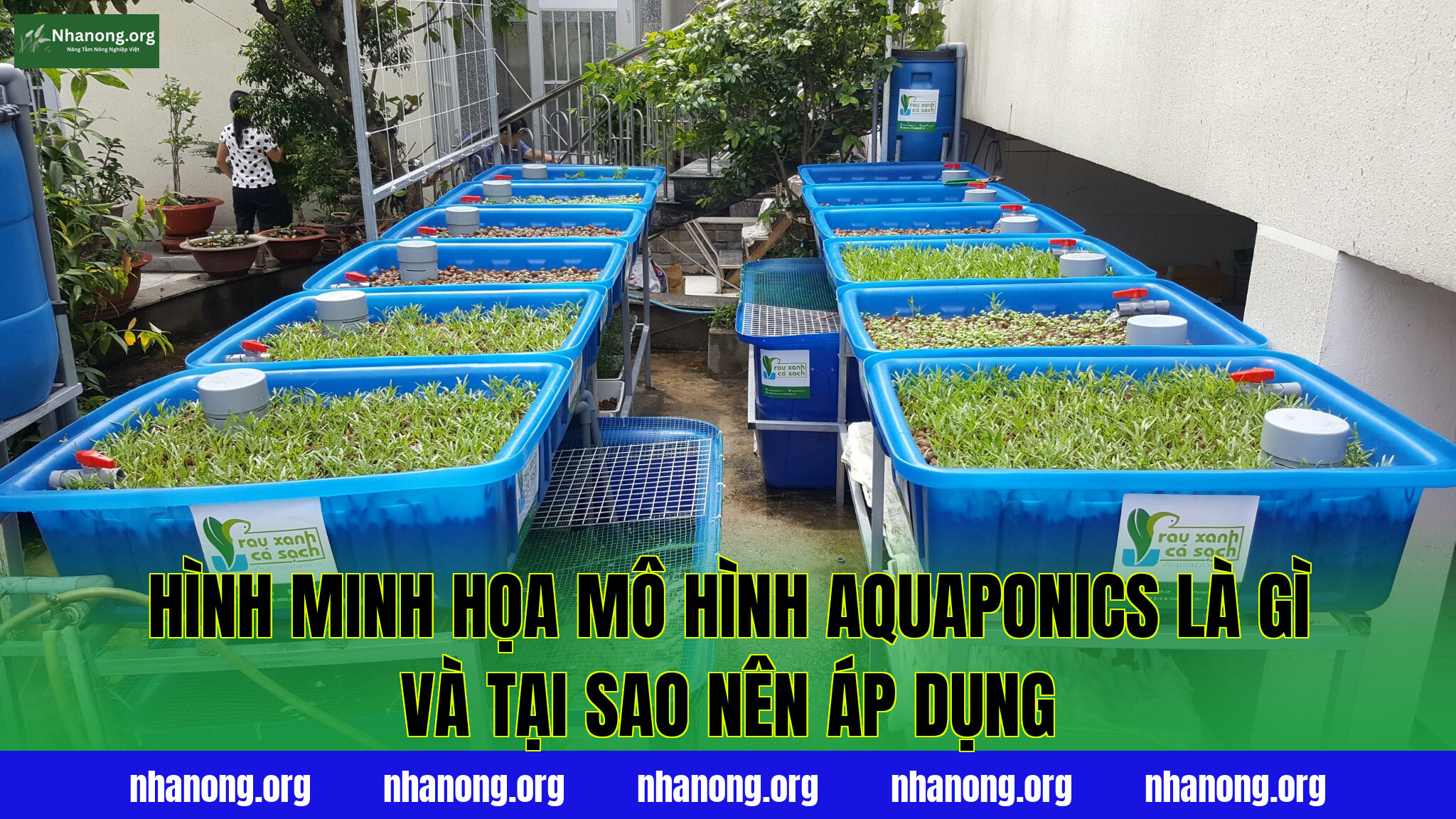 Hình minh họa mô hình Aquaponics là gì và tại sao nên áp dụng