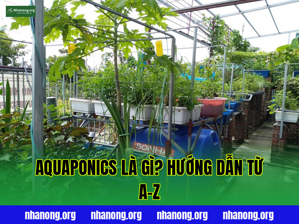 Aquaponics Là Gì? Hướng Dẫn Từ A–Z