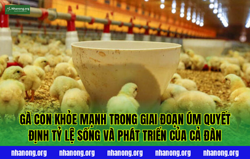 Gà con khỏe mạnh trong giai đoạn úm quyết định tỷ lệ sống và phát triển của cả đàn